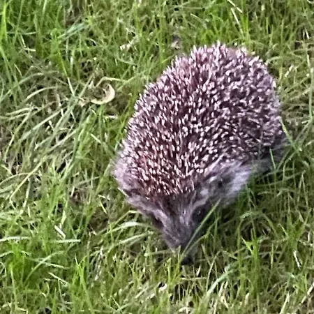 Eko-pad 威利兹卡