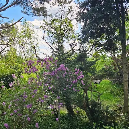 Eko-pad 威利兹卡