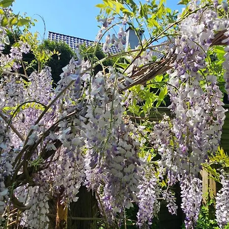 Eko-pad * 威利兹卡