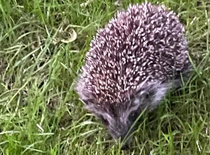 Eko-pad וייליצקה