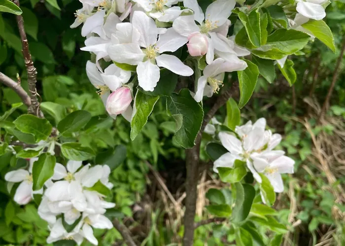 Homestay szállás Eko-pad *